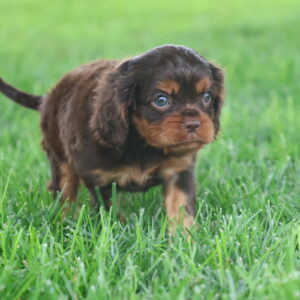 cavalier puppies for sale