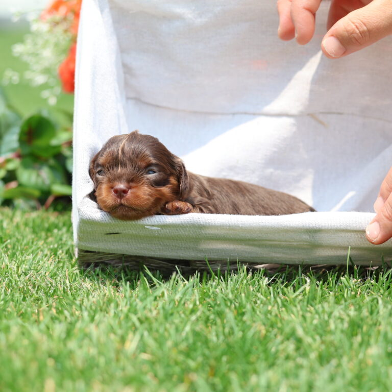 cavalier puppies for sale