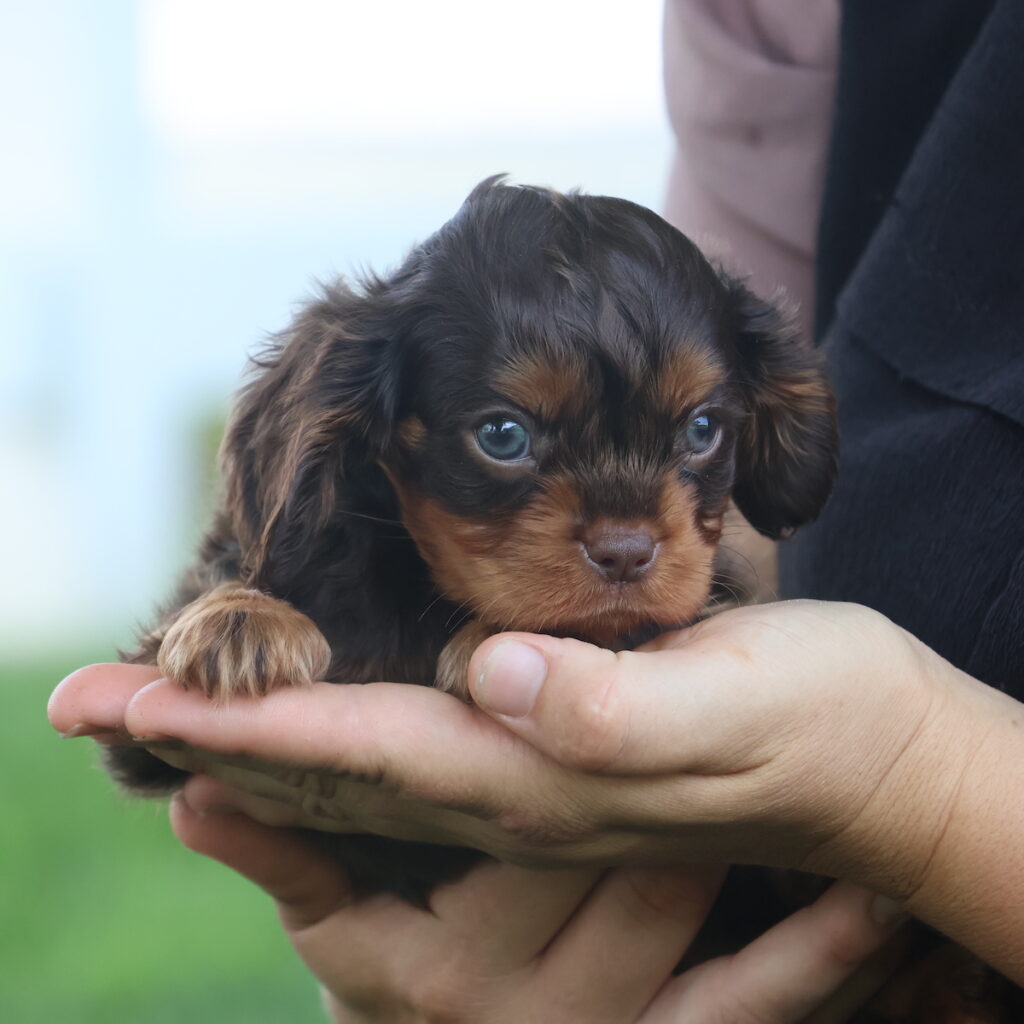 cavalier puppies for sale in pa
