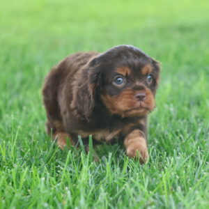 cavalier puppies for sale near me