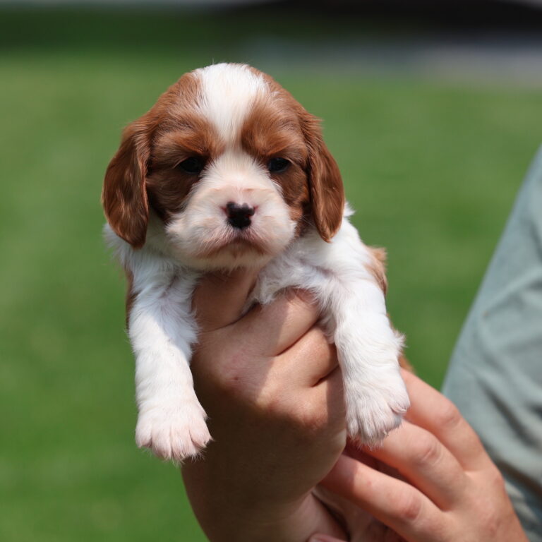 cavalier puppies for sale near me