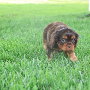 cavalier puppies near me