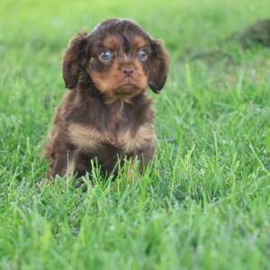 cavalier puppies near me