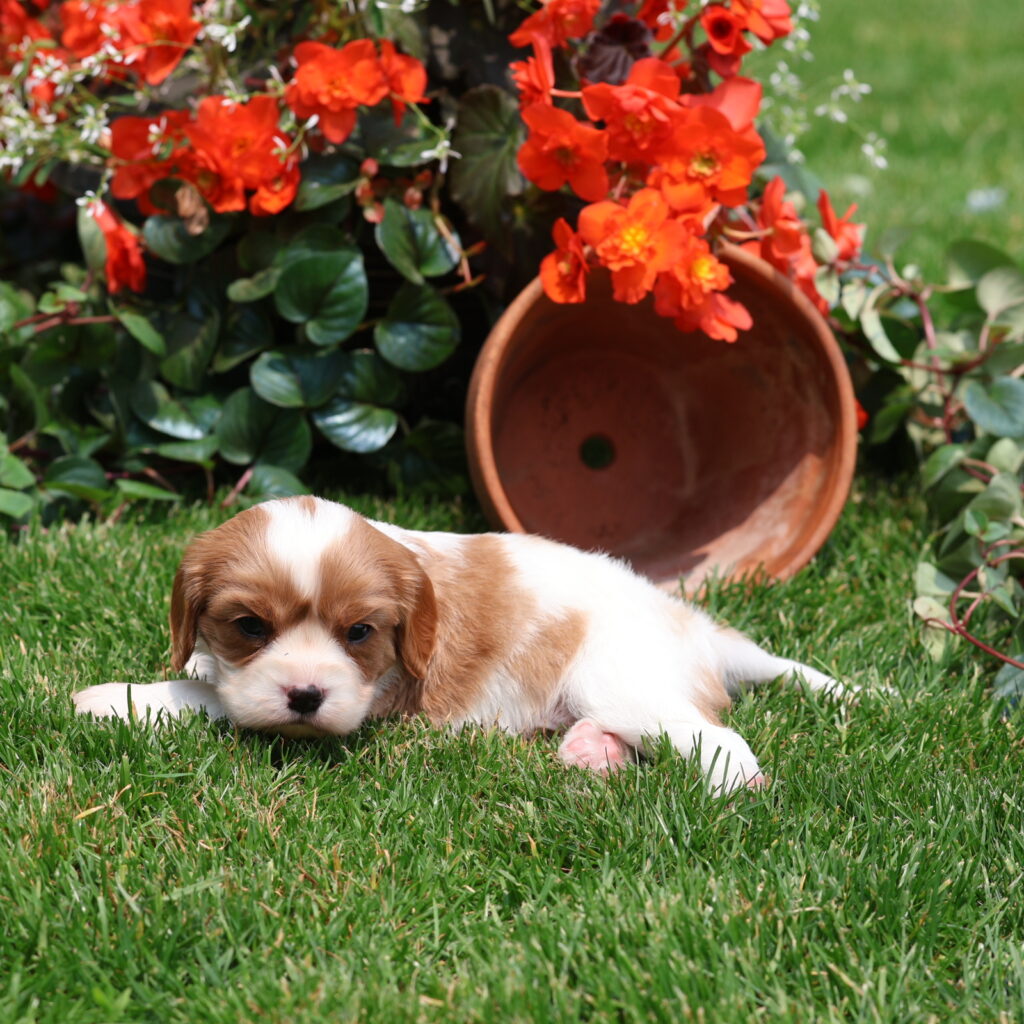 cavalier puppy for sale