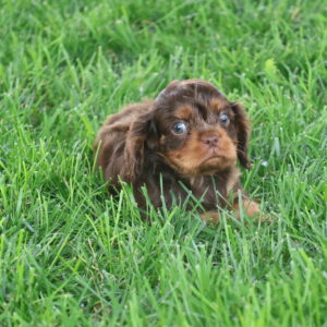 chocolate cavalier king charles spaniel puppies