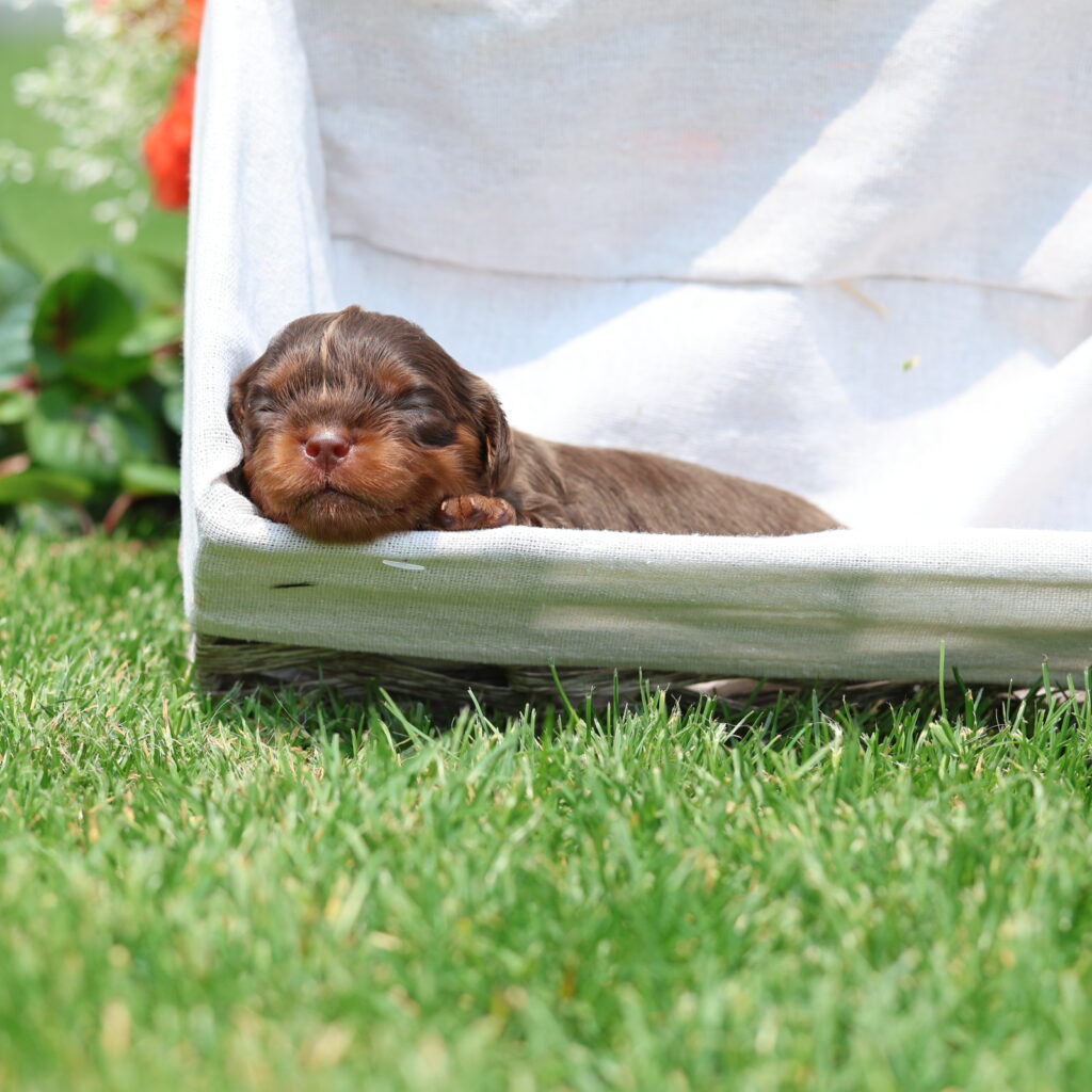 chocolate cavalier king charles spaniel puppies