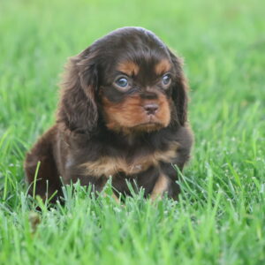chocolate cavalier king charles spaniel puppies
