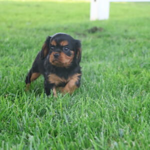 chocolate cavalier king charles spaniel puppies