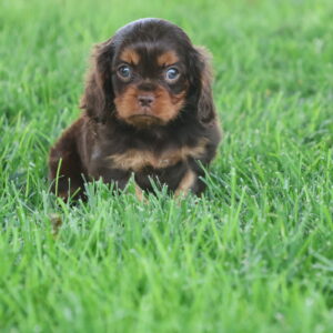 chocolate cavalier king charles spaniel puppies for sale