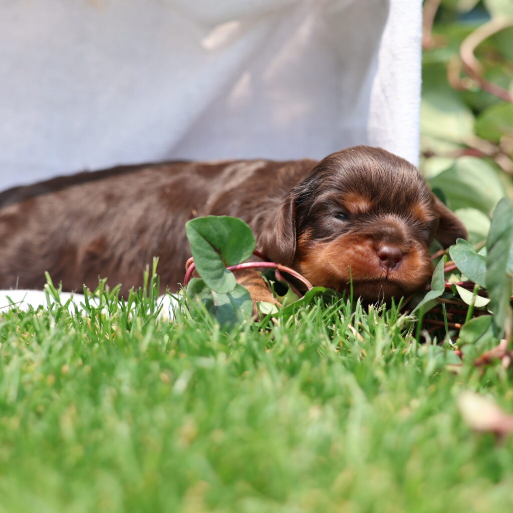 chocolate cavalier king charles spaniel puppies for sale