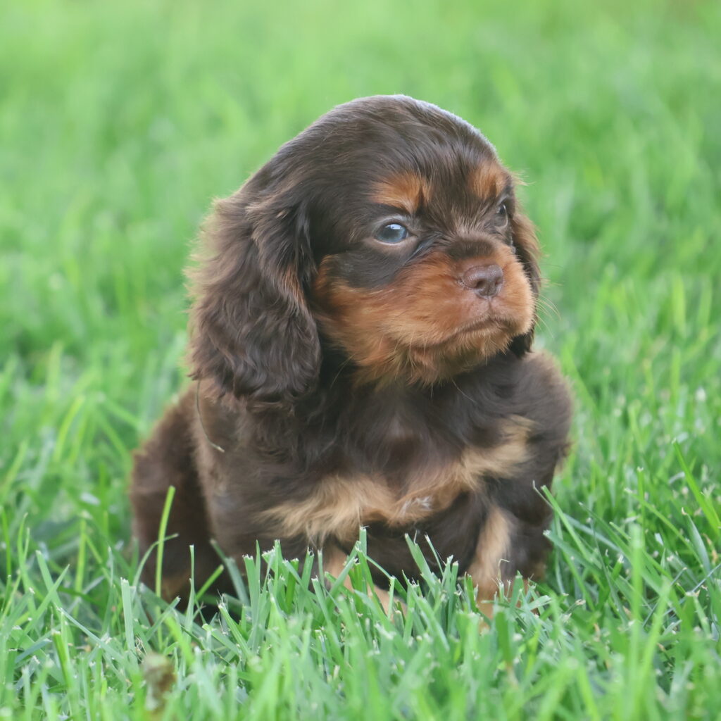 chocolate cavalier king puppies