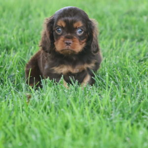 chocolate cavalier puppies