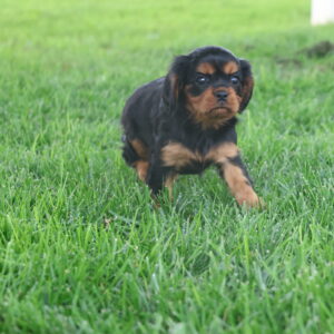 chocolate cavalier puppies
