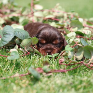 chocolate cavalier puppies