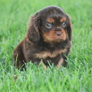 chocolate cavalier puppies for sale
