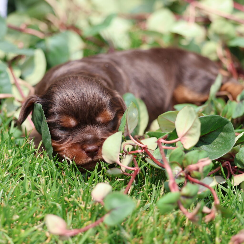 chocolate cavalier puppies for sale