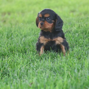 dog breeders lancaster pa