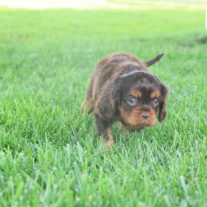 king cavalier puppies for sale