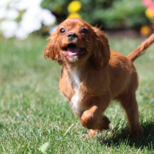 king cavalier puppies for sale in pa