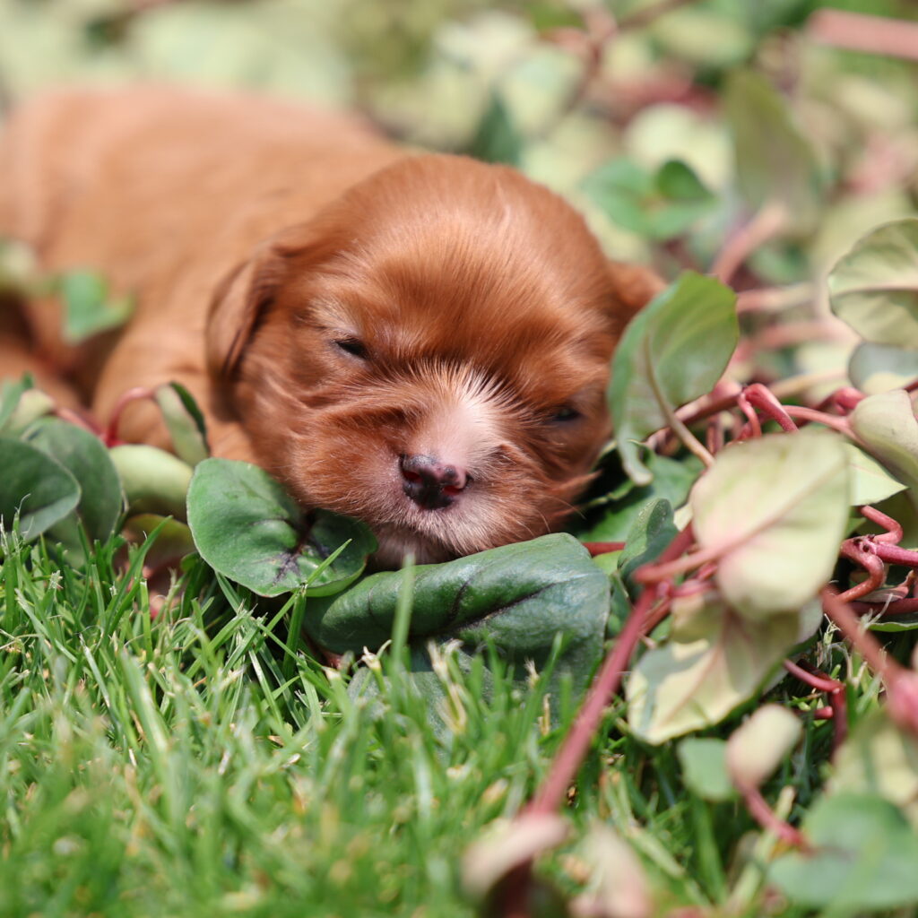 king cavalier puppies near me
