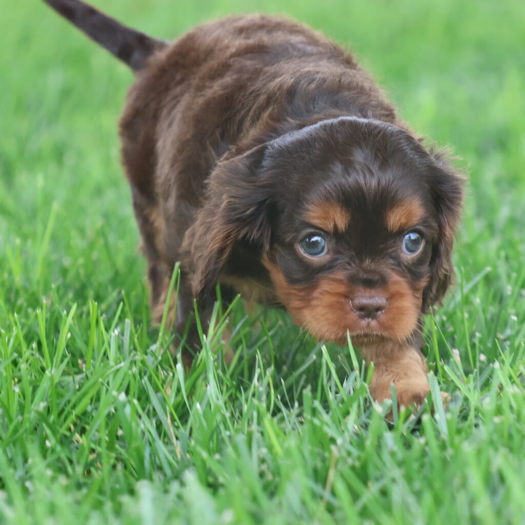 king cavalier puppy