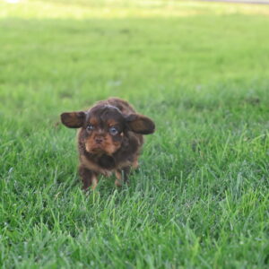 king charles cavalier