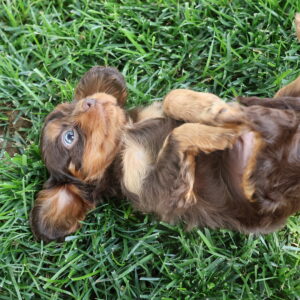 king charles cavalier for sale