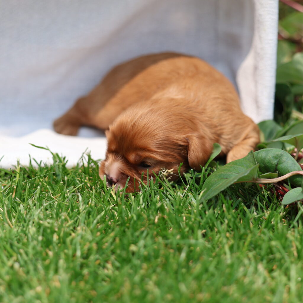 king charles cavalier poodle puppy