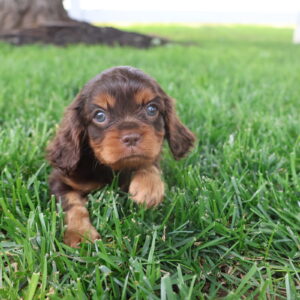 king charles cavalier puppies
