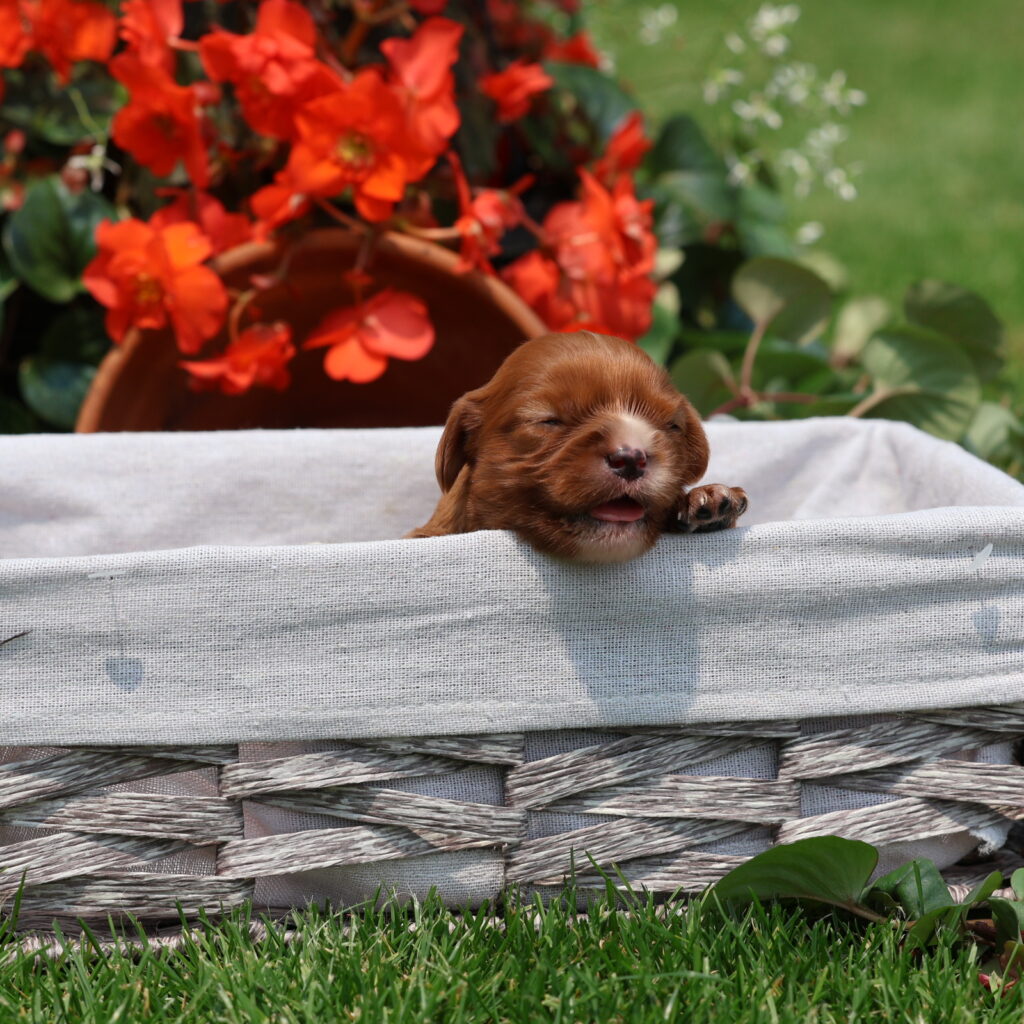 king charles cavalier puppies for adoption
