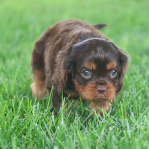 chocolate cavalier king charles spaniel