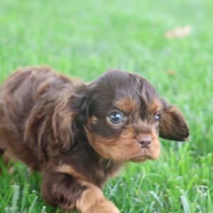 king charles cavalier puppies for sale