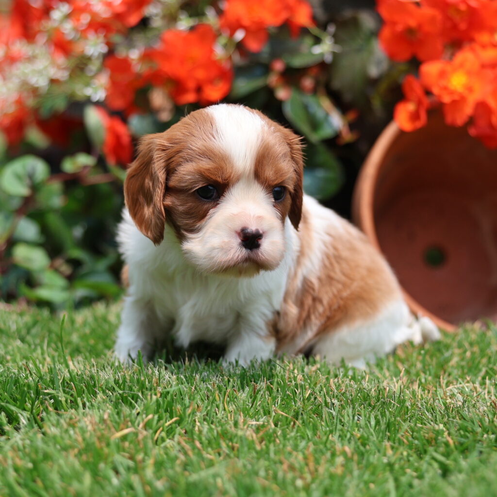 king charles cavalier puppies for sale near me