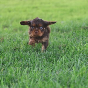 king charles cavalier puppy