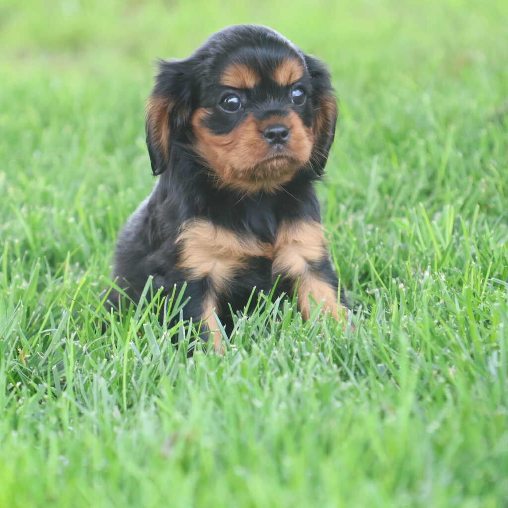 king charles cavalier spaniel puppies