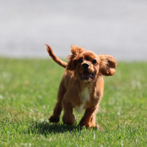 king charles cavalier spaniel puppies ruby