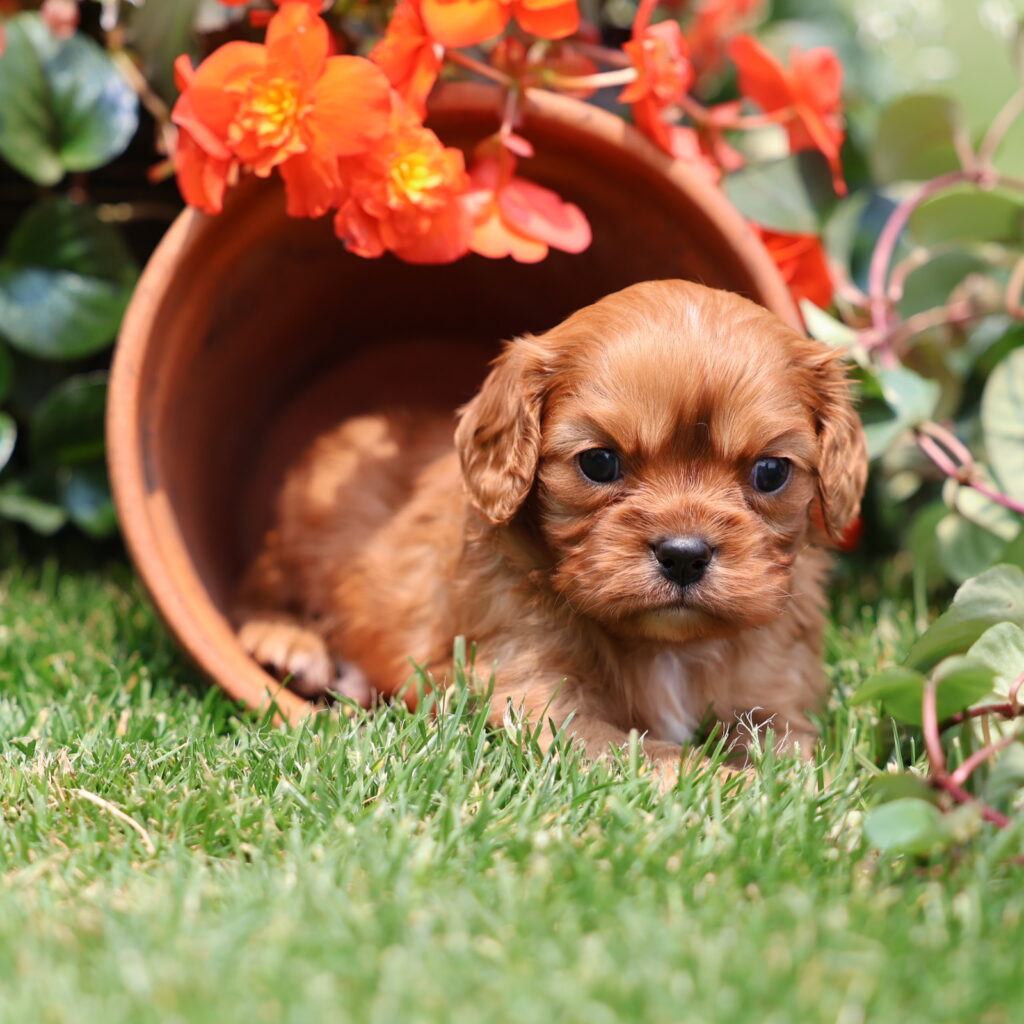 king charles cavalier spaniel puppies ruby