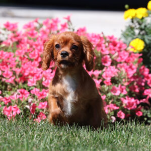 king charles spaniel breeders pa