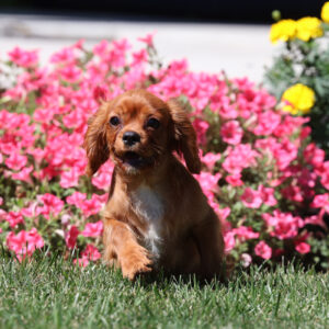 king charles spaniel breeders pa