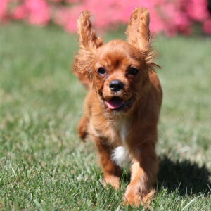 king charles spaniel puppies pa