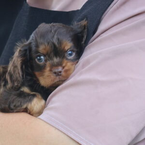 lancaster pa puppies