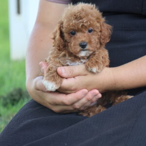 mini toy poodle