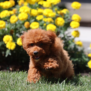 mini toy poodle