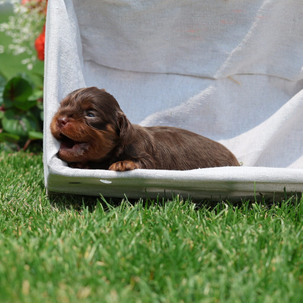 miniature cavalier puppies