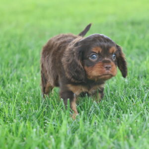 miniature king charles cavalier puppies
