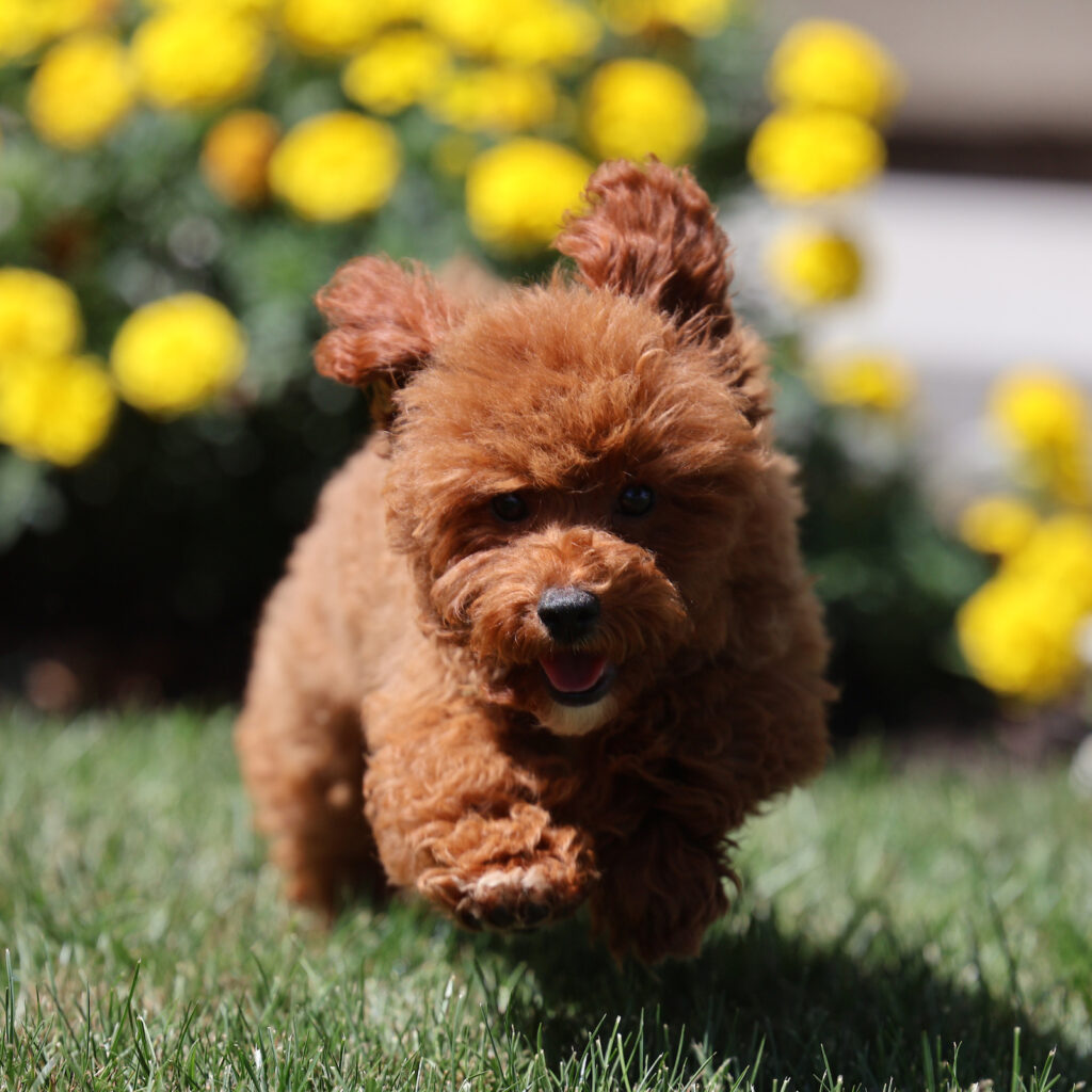 miniature toy poodle
