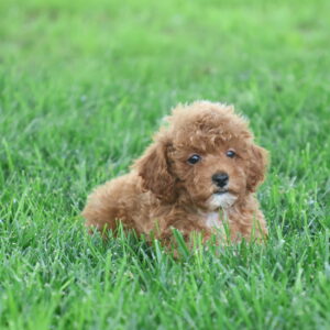 miniature toy poodle