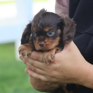 puppies cavalier king charles