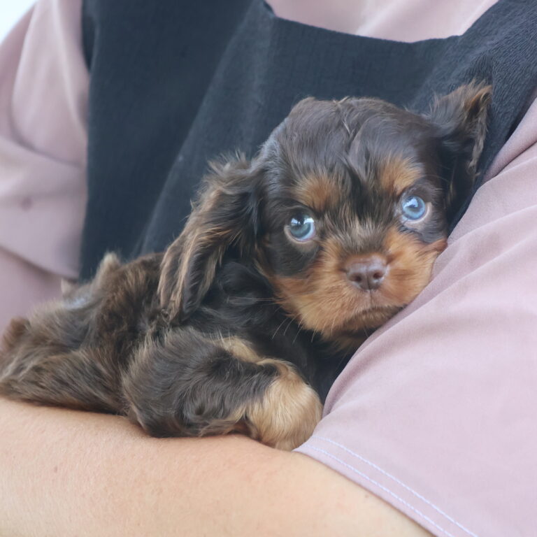 puppies in pa