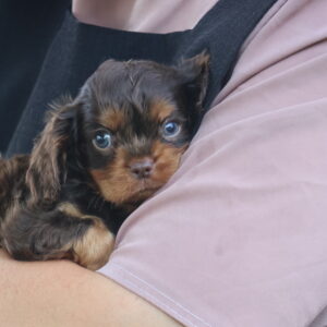 puppies lancaster pa